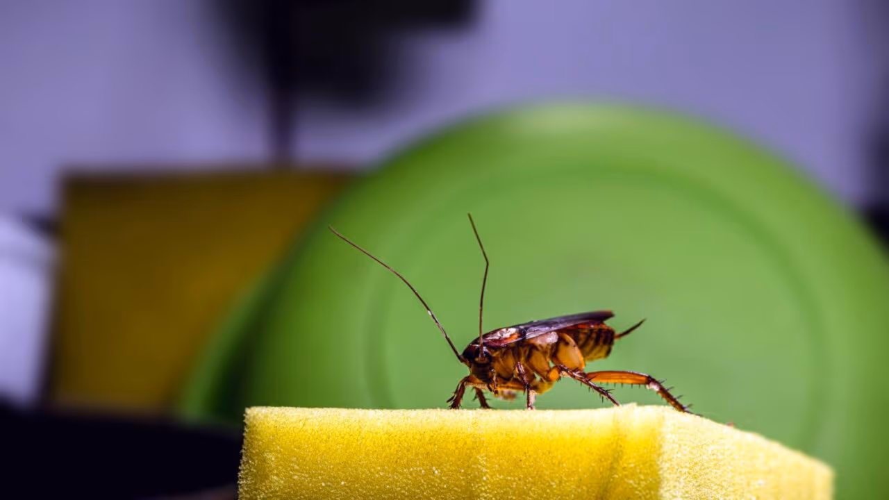 Como eliminar baratas na cozinha de forma simples usando 3 passos que ajudam a resolver o problema