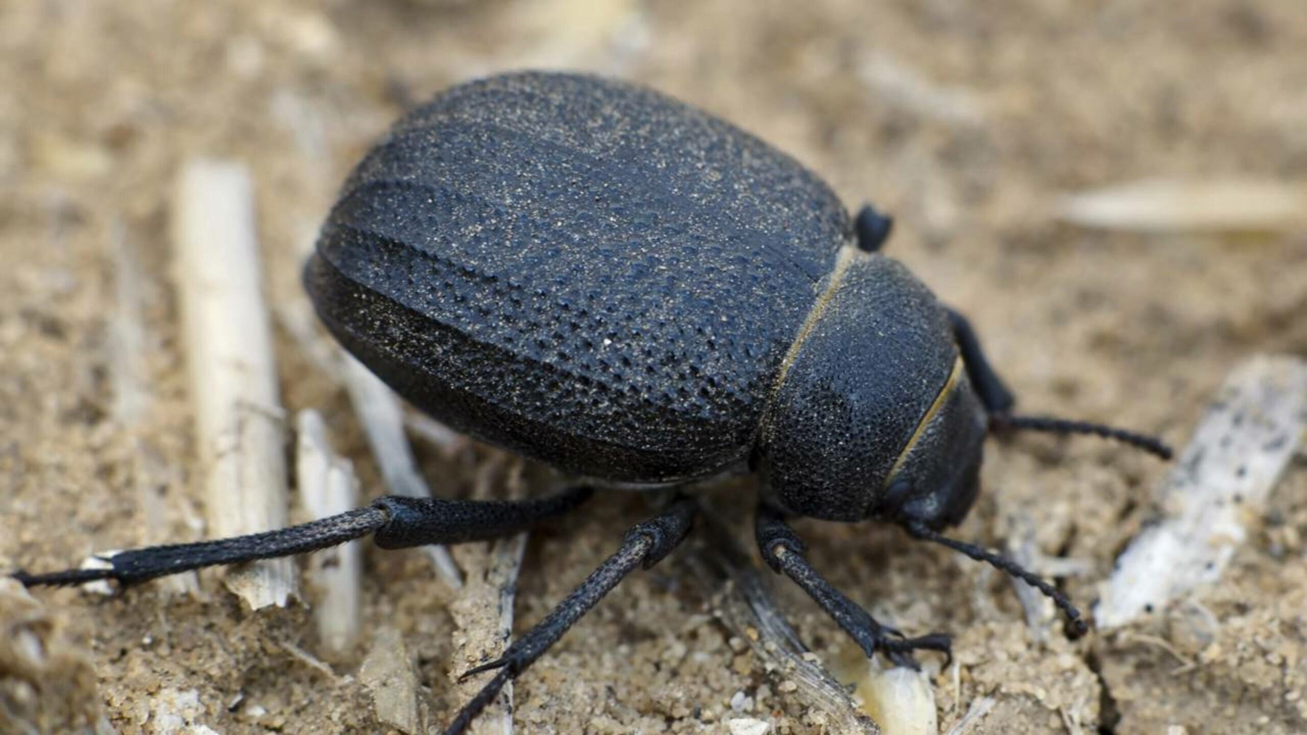 Besouros “capturam” água do ar para beber