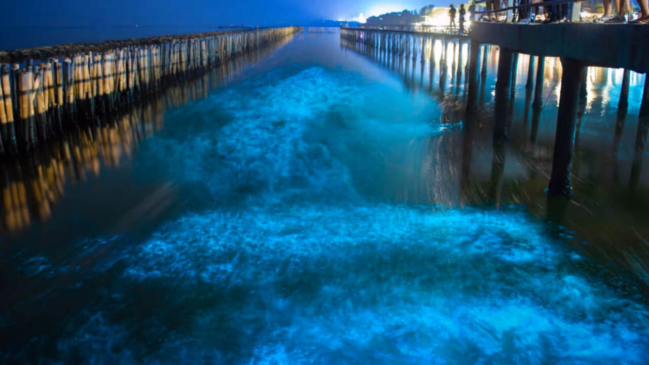 Praias que brilham à noite criam um espetáculo natural conhecido como mar de estrelas