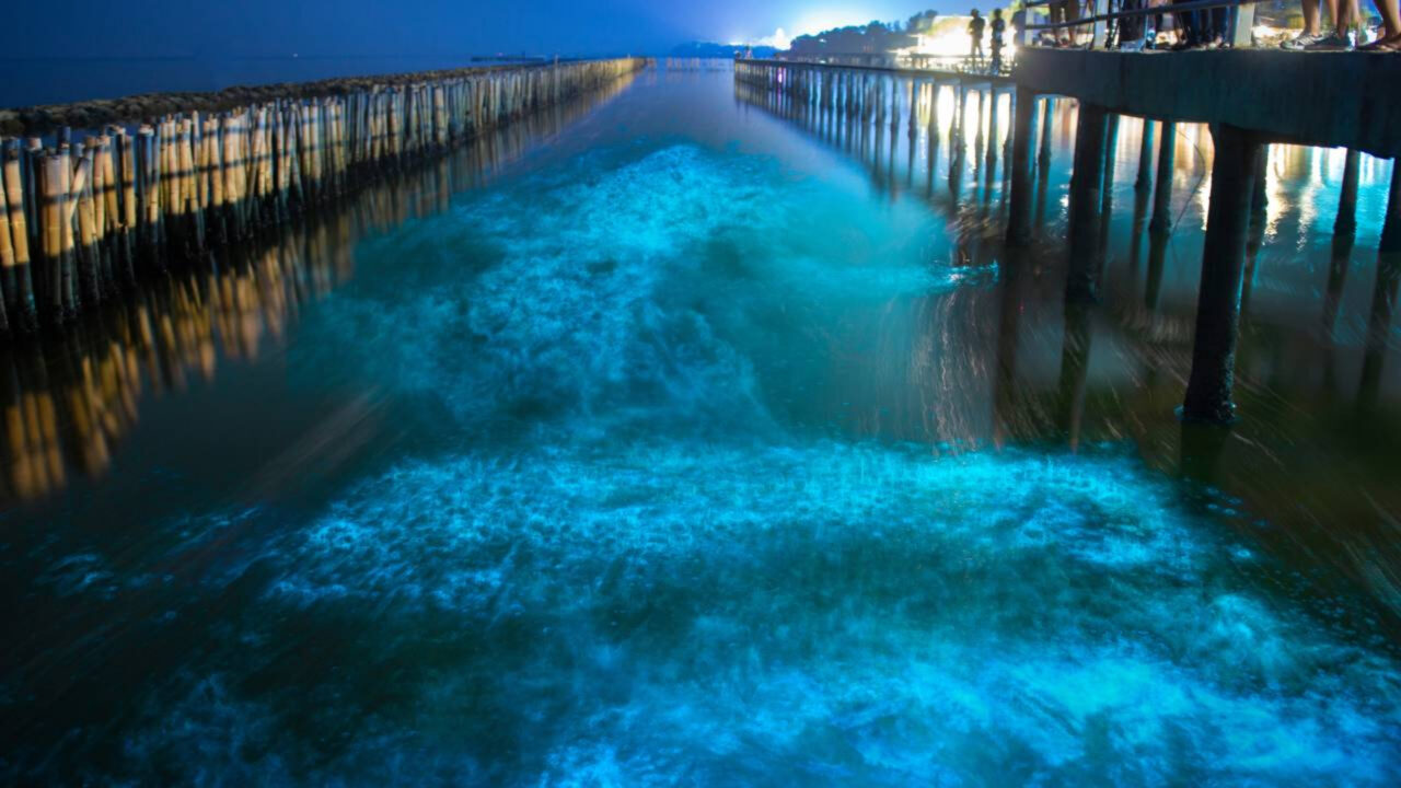 Praias que brilham à noite criam um espetáculo natural conhecido como mar de estrelas