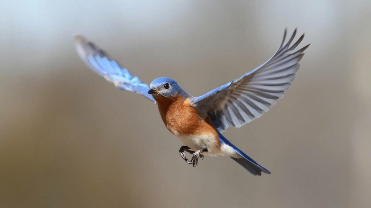 Esse é um dos melhores lugares do mundo para se observar pássaros