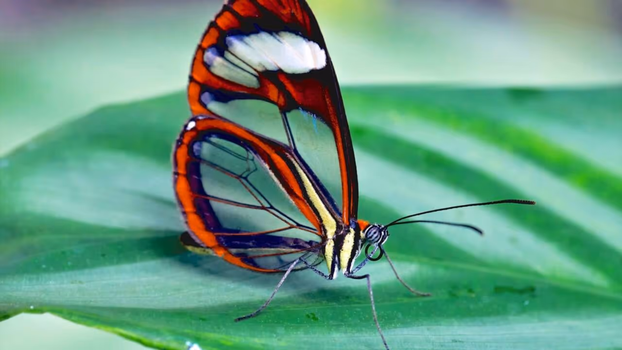 Greta oto, a “borboleta de cristal” é mais forte e tóxica do que você imagina