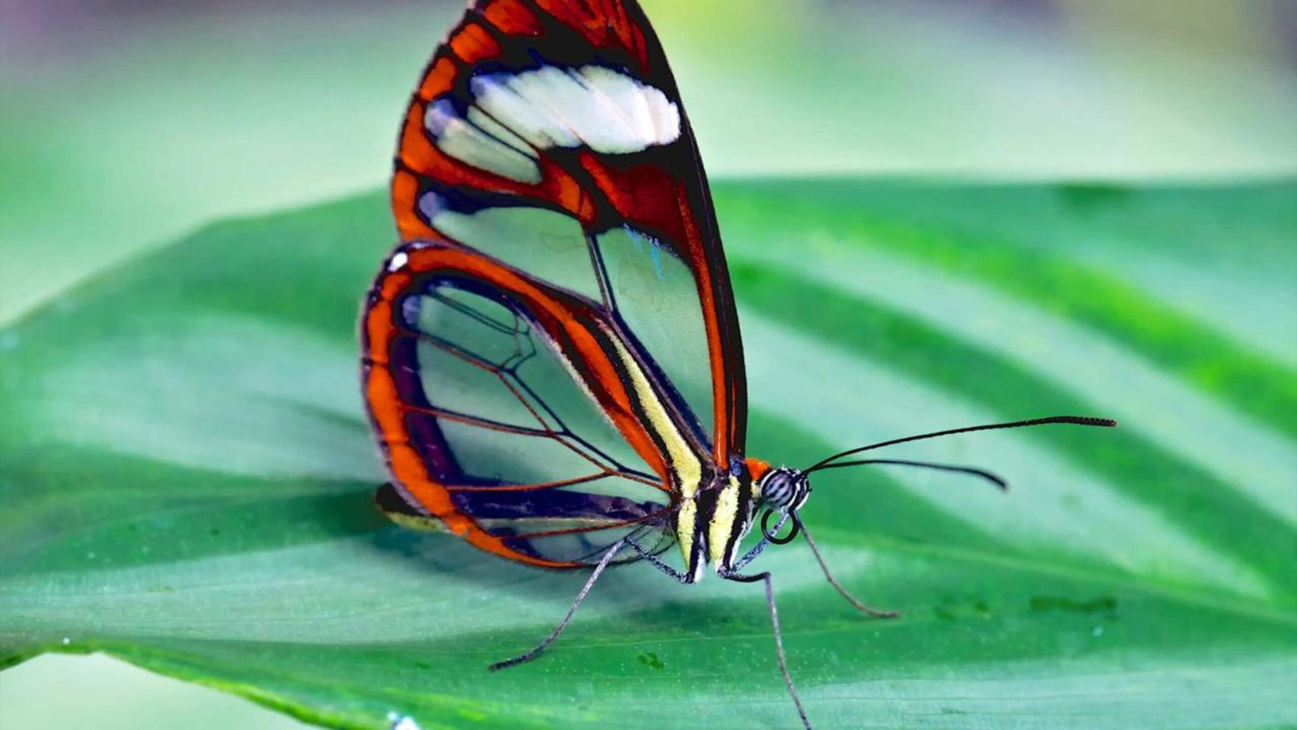 Greta oto, a “borboleta de cristal” é mais forte e tóxica do que você imagina