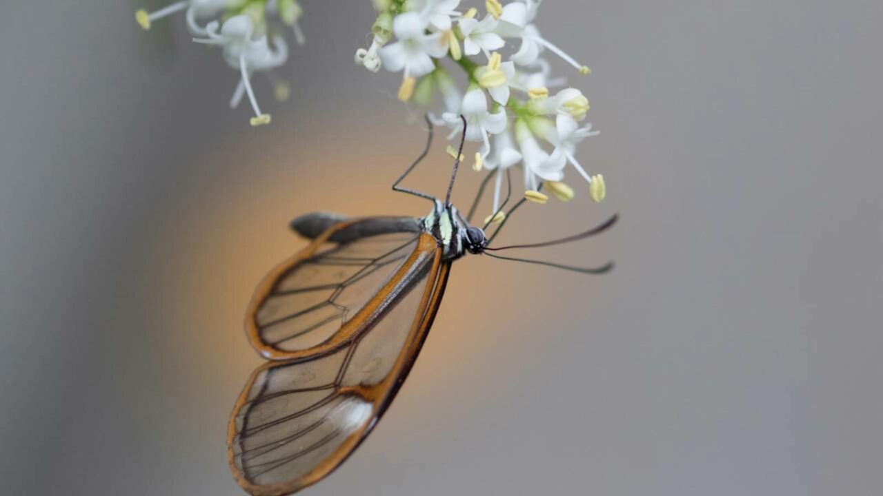 Greta oto, a