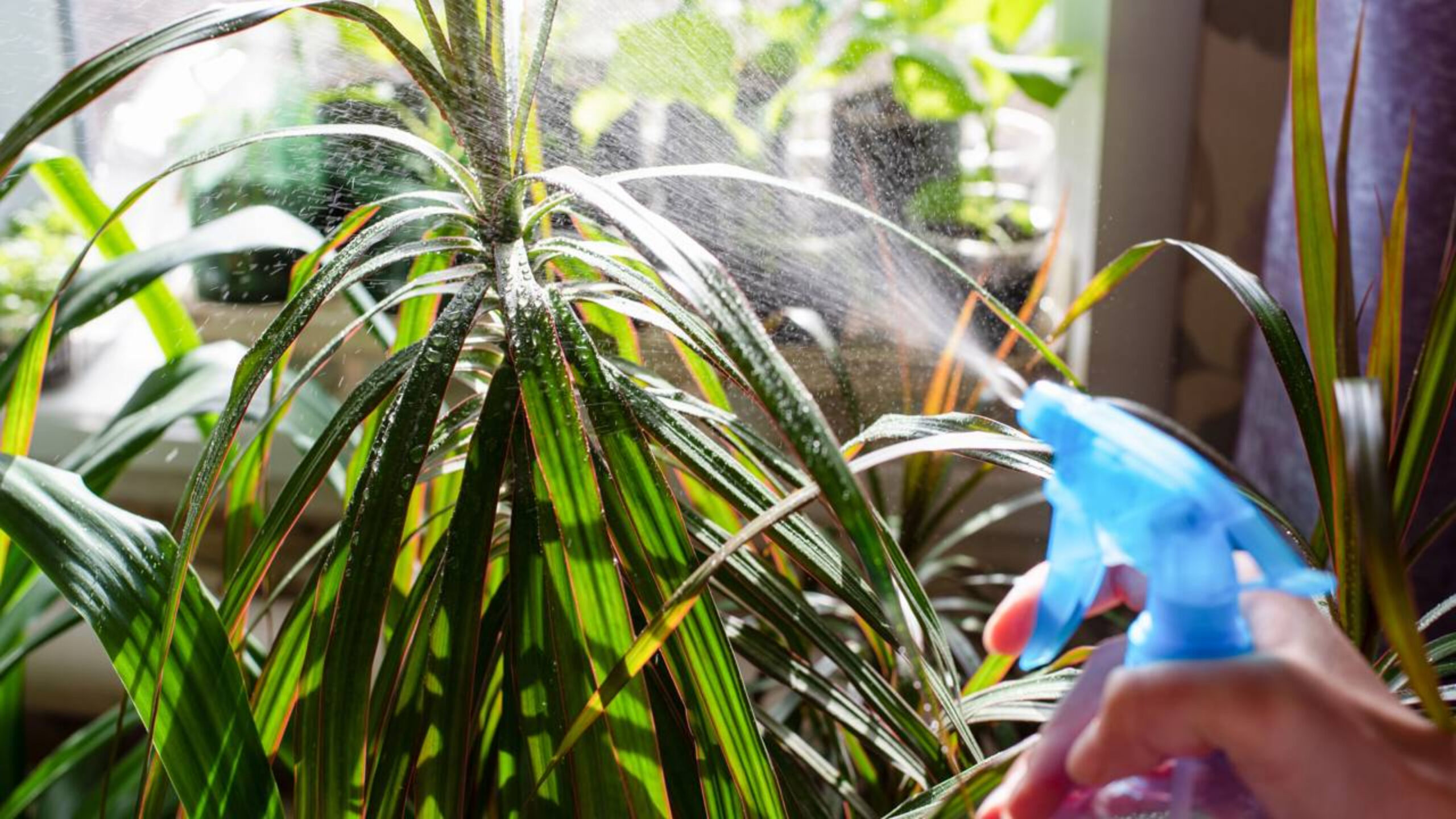 Como eliminar pulgões e cochonilhas das plantas usando uma mistura caseira fácil de fazer