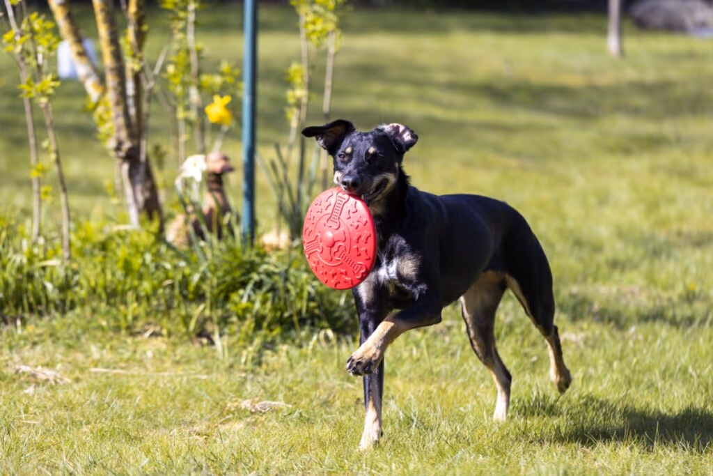 Manchester terrier: conheça as características do cachorro dessa raça 