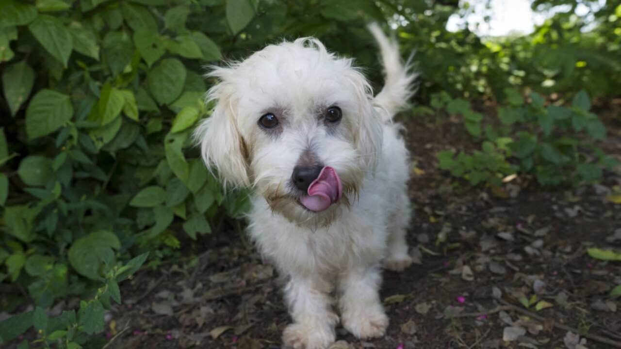 Aprenda a ler os 5 movimentos da cauda que revelam o humor do seu cão