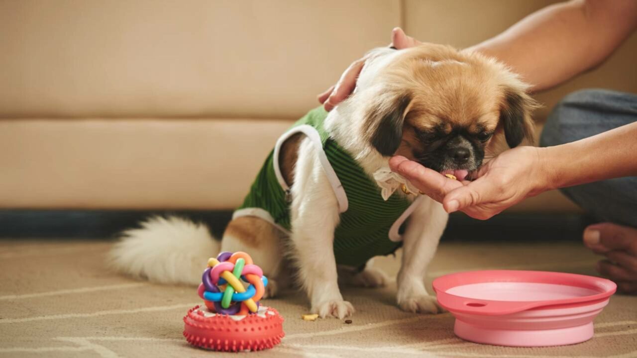 O que o seu cachorro está tentando te dizer quando ele te encara enquanto come