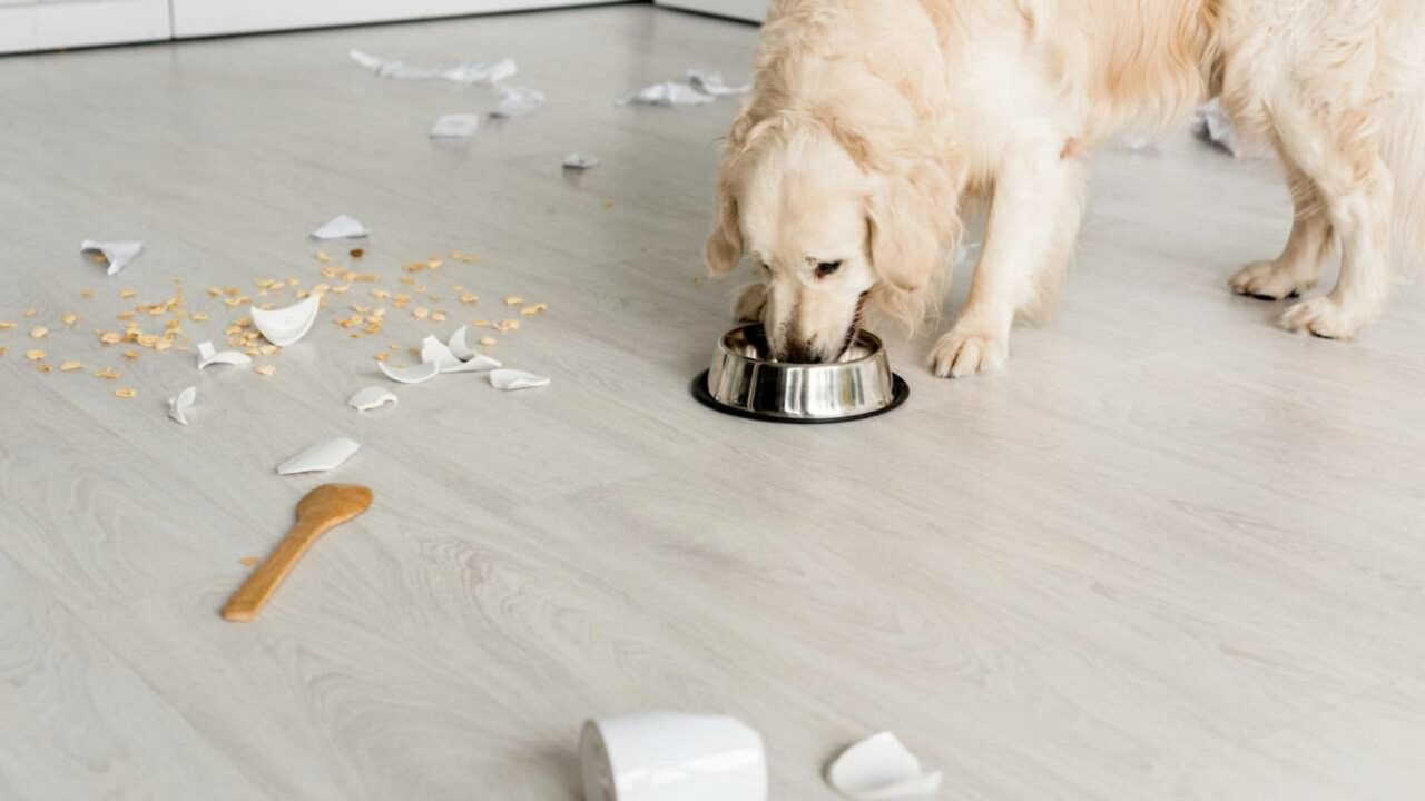 O que o seu cachorro está tentando te dizer quando ele te encara enquanto come