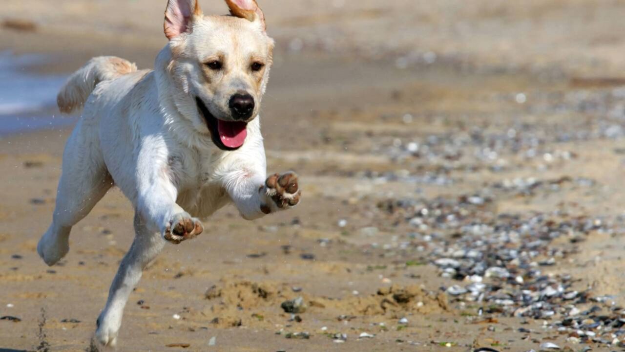 Por que cães e gatos saem correndo freneticamente do nada