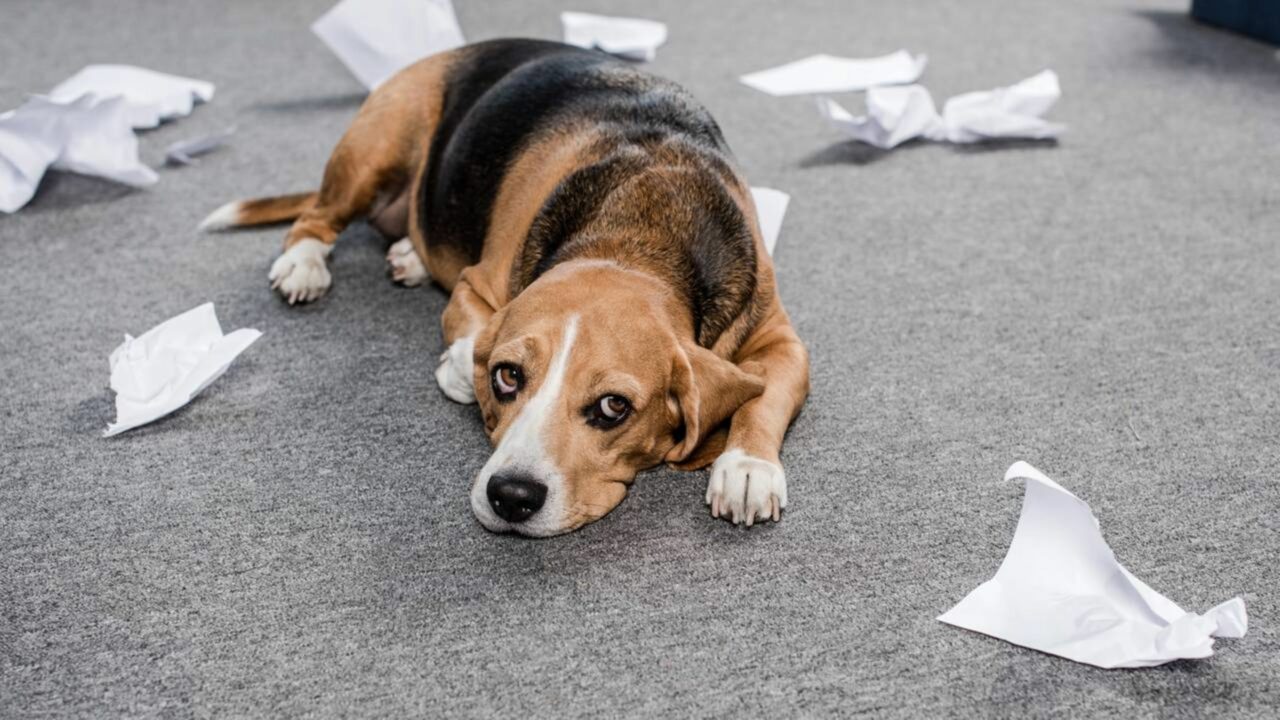 O que significa quando o cachorro está quieto demais e deitado o dia inteiro