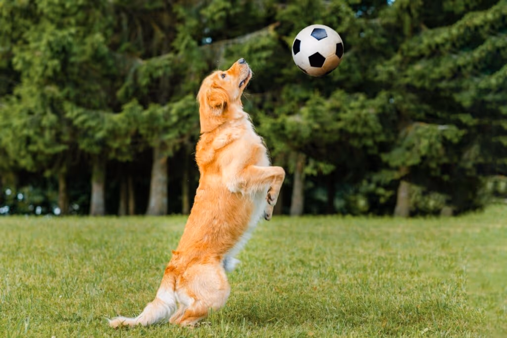 10 nomes para cachorro inspirados em times de futebol
