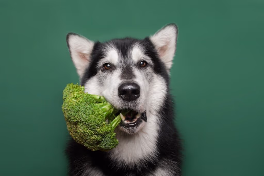 Alimentação animal: como adaptar a dieta em cada fase da vida do pet