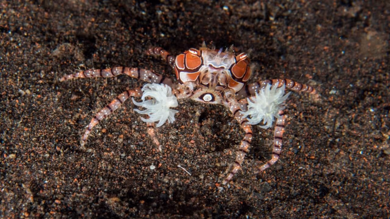 Minúsculo gladiador venenoso carrega suas armas vivas pelos oceanos
