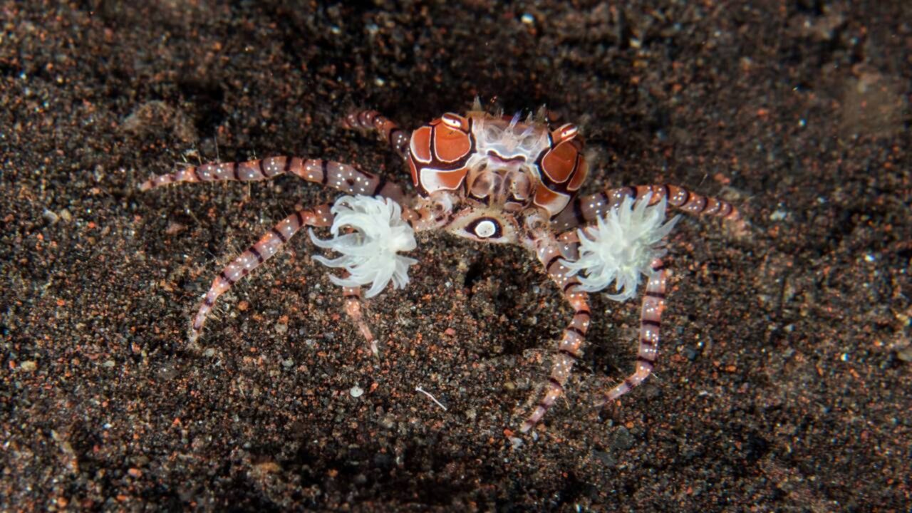 Minúsculo gladiador venenoso carrega suas armas vivas pelos oceanos