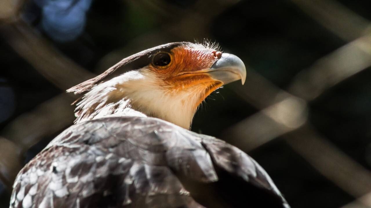 Gavião-carcará volta a dominar áreas urbanas e ajuda a controlar superpopulação de pombos