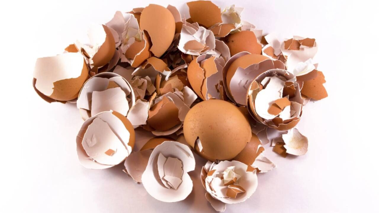 Estes dois itens que você joga no lixo da cozinha são os melhores adubos para suas plantas