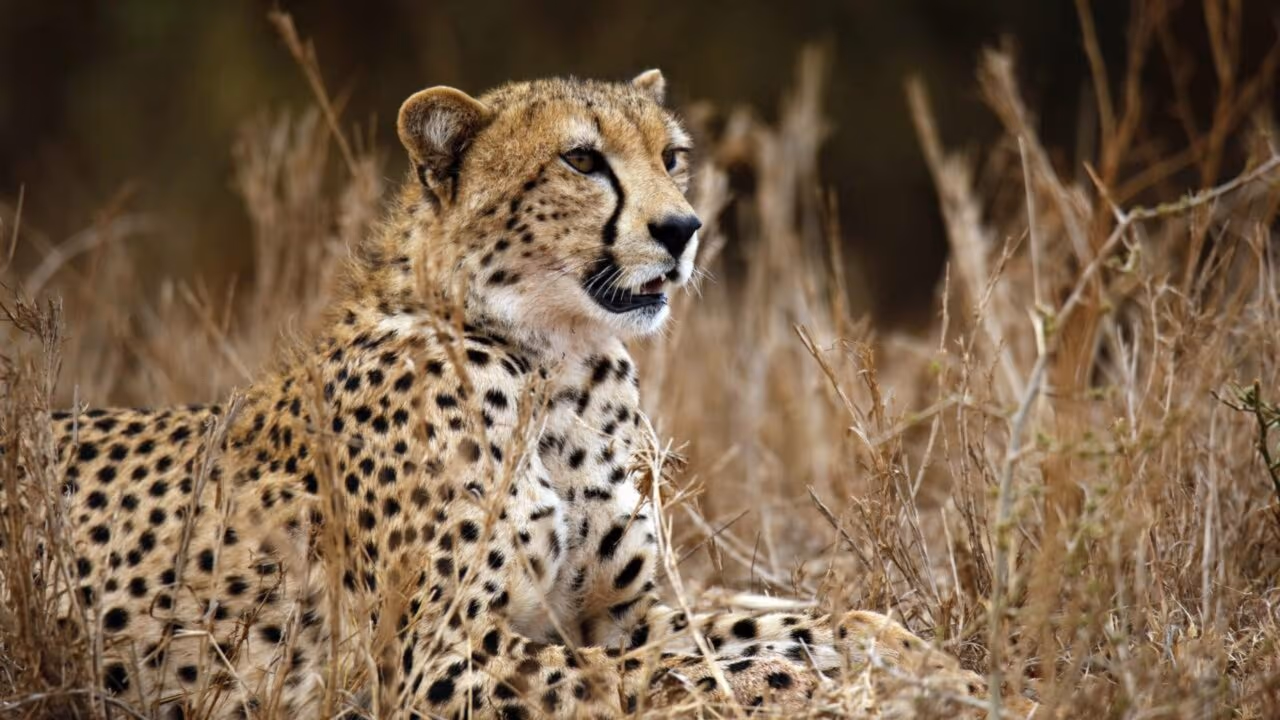 Nascem 5 filhotes de felino ameaçado na Índia