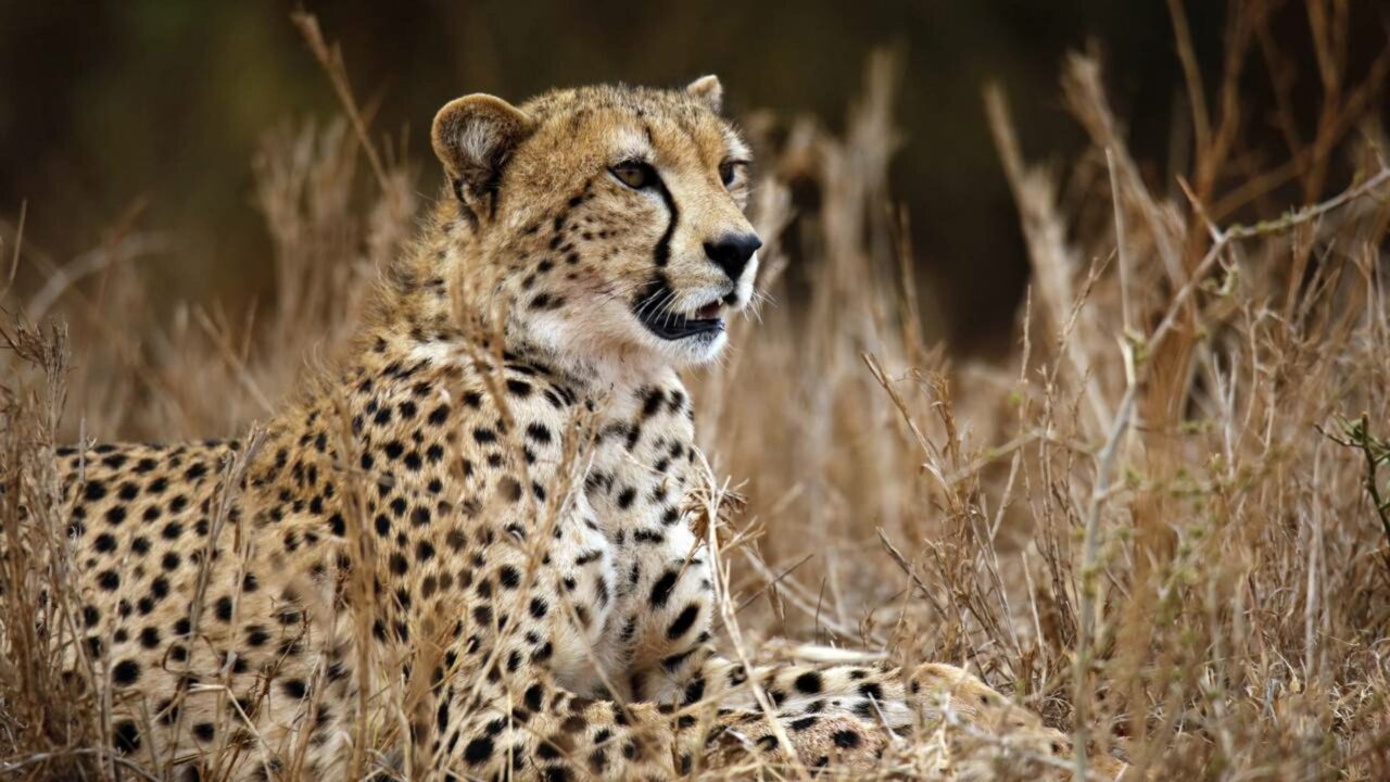 Nascem 5 filhotes de felino ameaçado na Índia