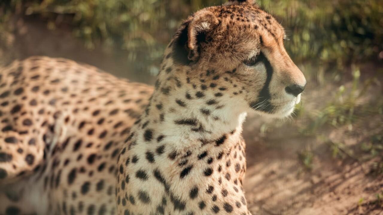 Nascem 5 filhotes de felino ameaçado na Índia