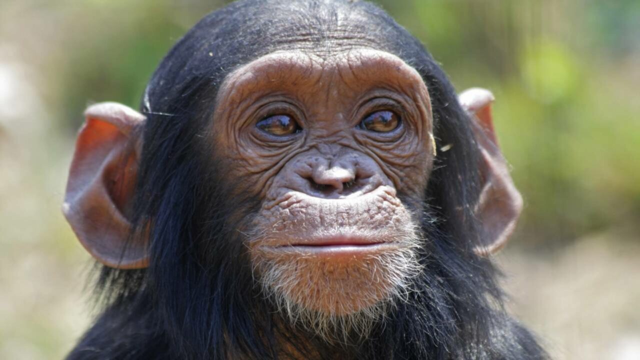 Cientistas descobrem que até chimpanzés "pagam caro" por cristais