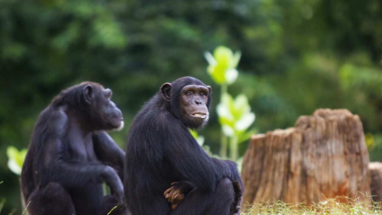 Cientistas descobrem que até chimpanzés "pagam caro" por cristais
