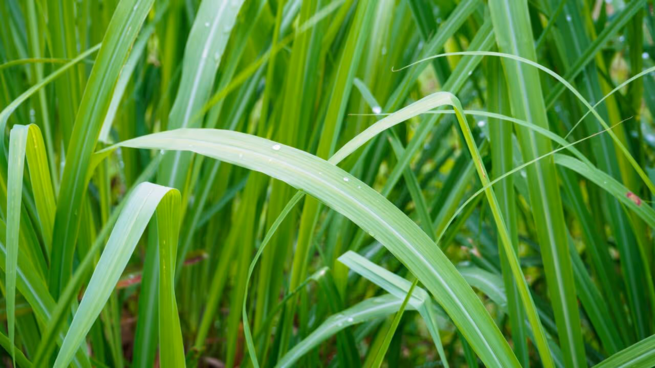 A planta repelente de insetos natural que já era usada na antiguidade para proteger casas e plantações