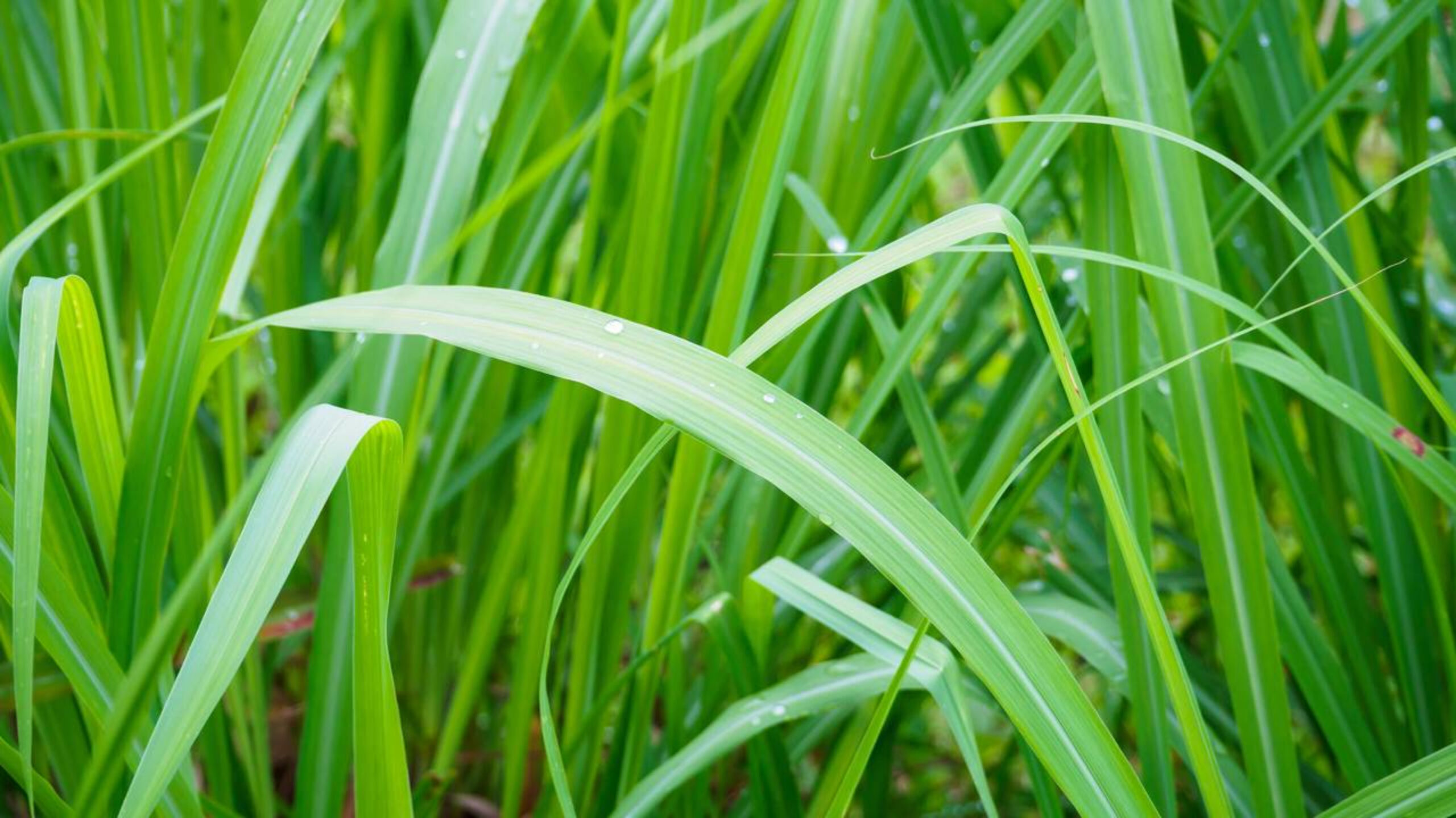 A planta repelente de insetos natural que já era usada na antiguidade para proteger casas e plantações