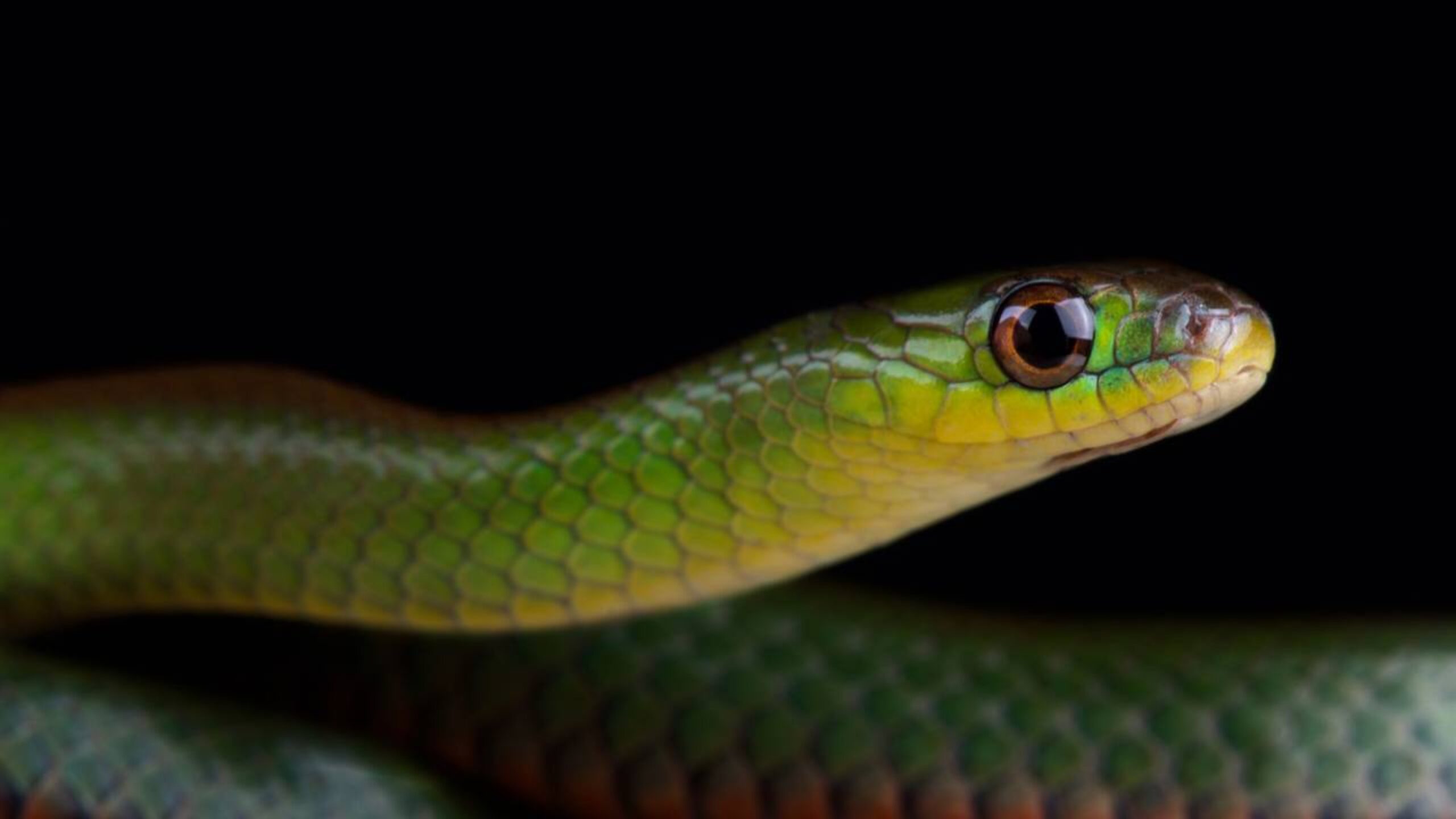 Plantas que afastam cobras podem ajudar a proteger jardins e quintais sem que muita gente saiba