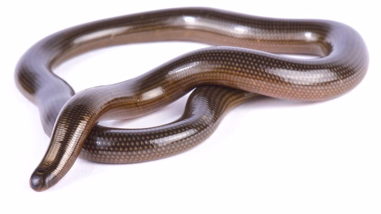 Matar essa “cobra‑de‑duas‑cabeças” pode ser um erro brutal para a natureza