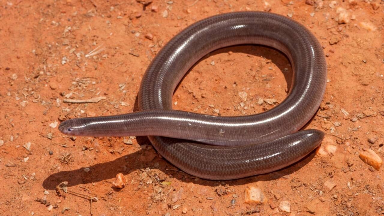 Matar essa “cobra‑de‑duas‑cabeças" pode ser um erro brutal para a natureza
