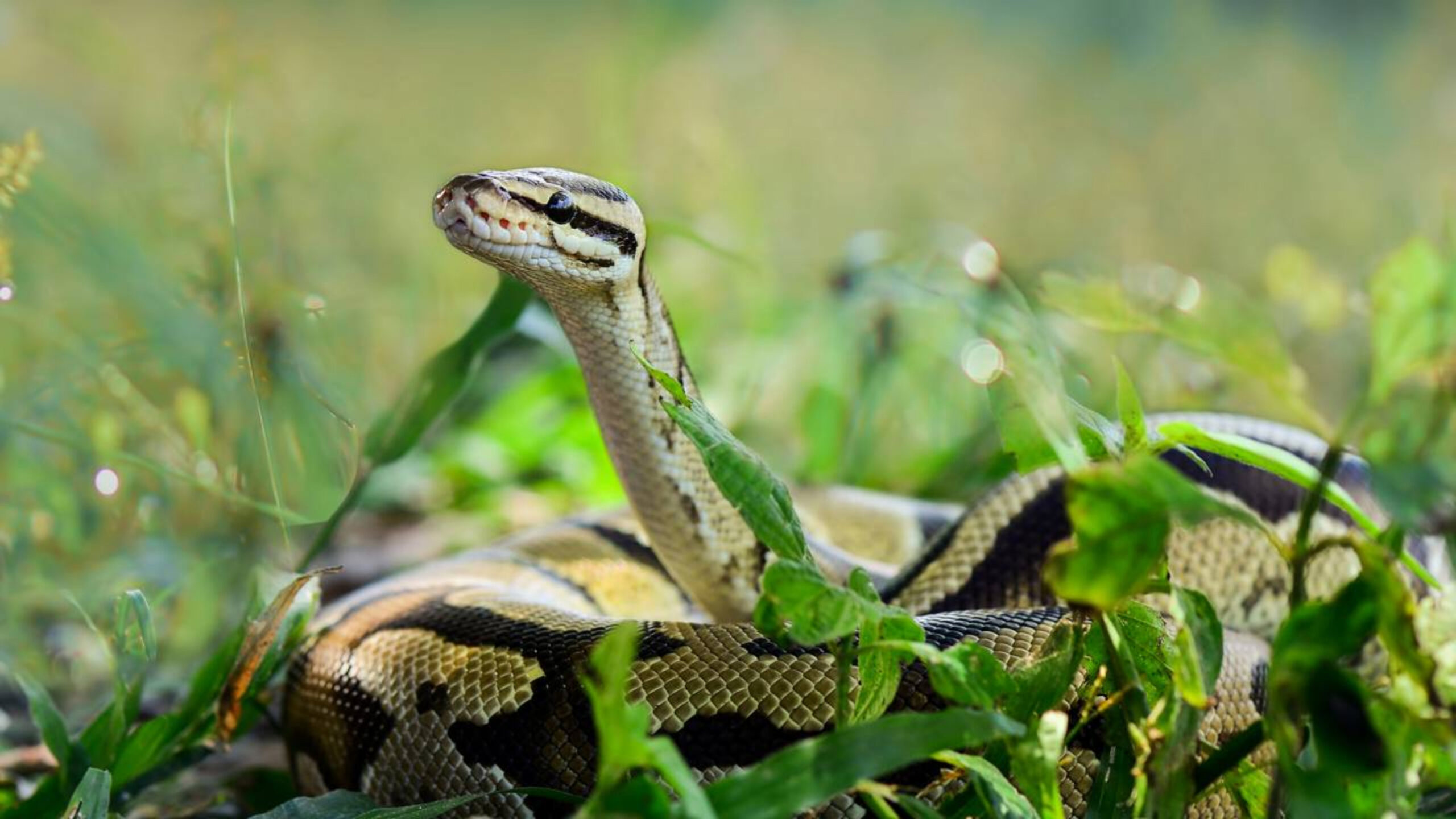 A planta que atrai cobras no jardim pode estar bem perto de casa e muita gente nem imagina