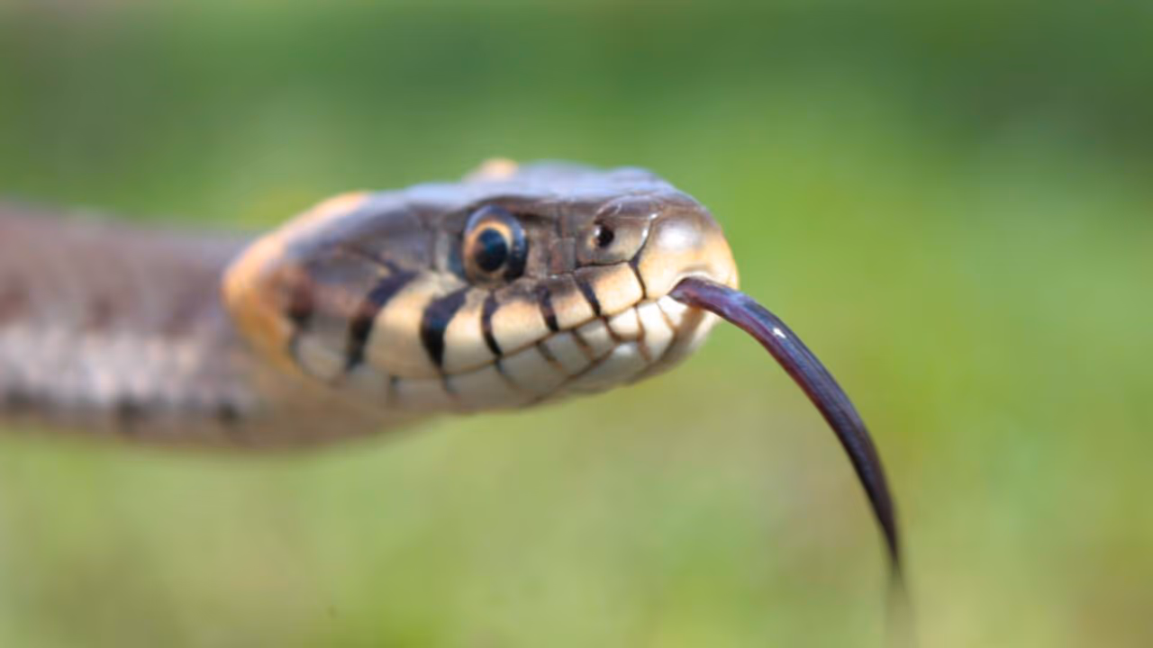 As 10 cobras mais venenosas do mundo e por que elas são consideradas tão perigosas
