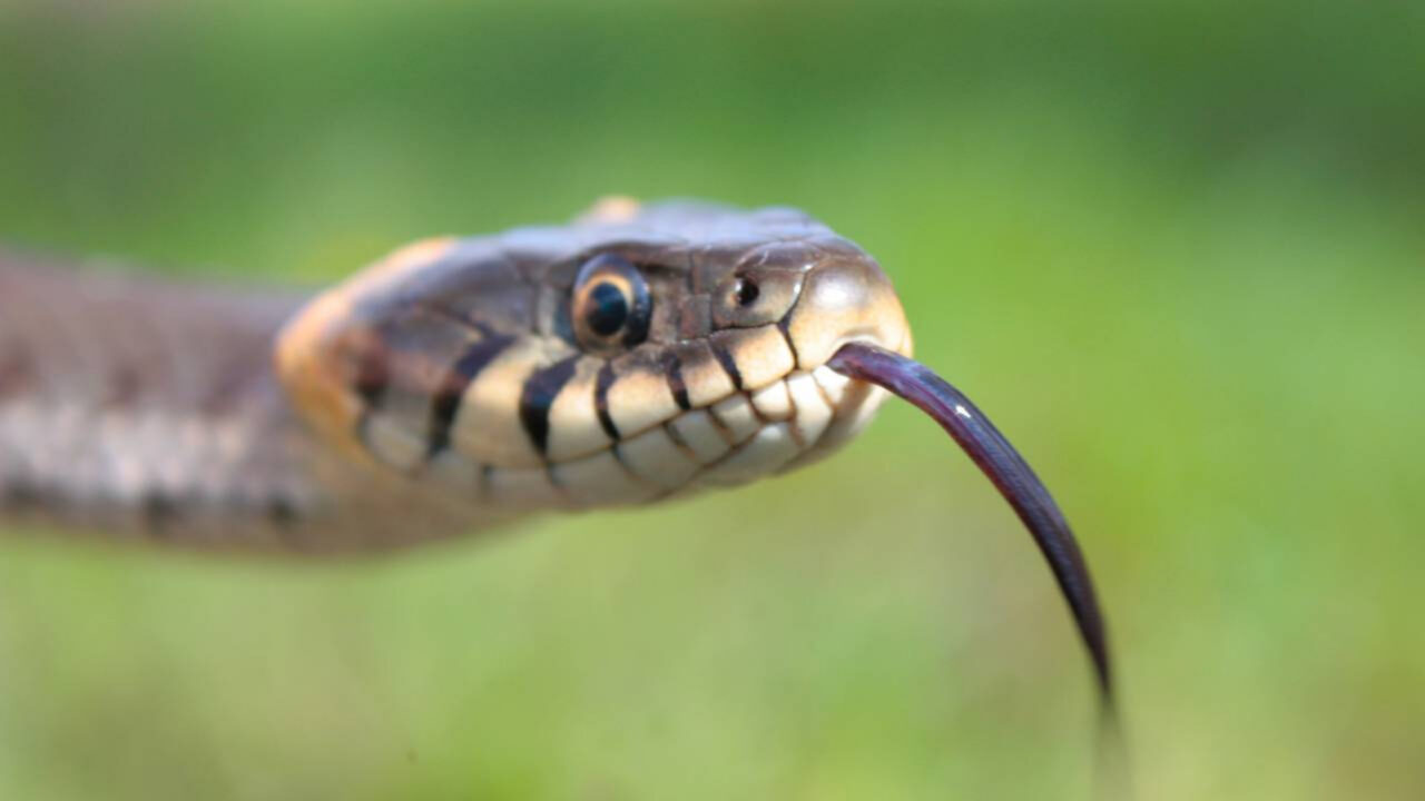 As 10 cobras mais venenosas do mundo e por que elas são consideradas tão perigosas