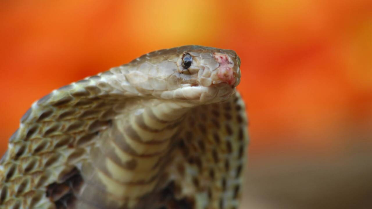 As 10 cobras mais venenosas do mundo e por que elas são consideradas tão perigosas