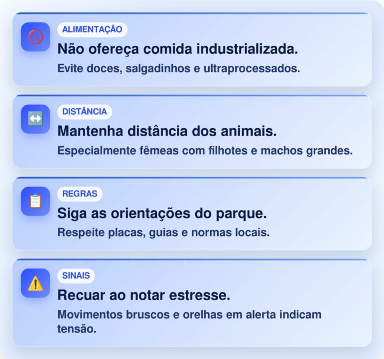 Canguru concorre ao Oscar de melhor ator após fingir desmaio para ganhar comida