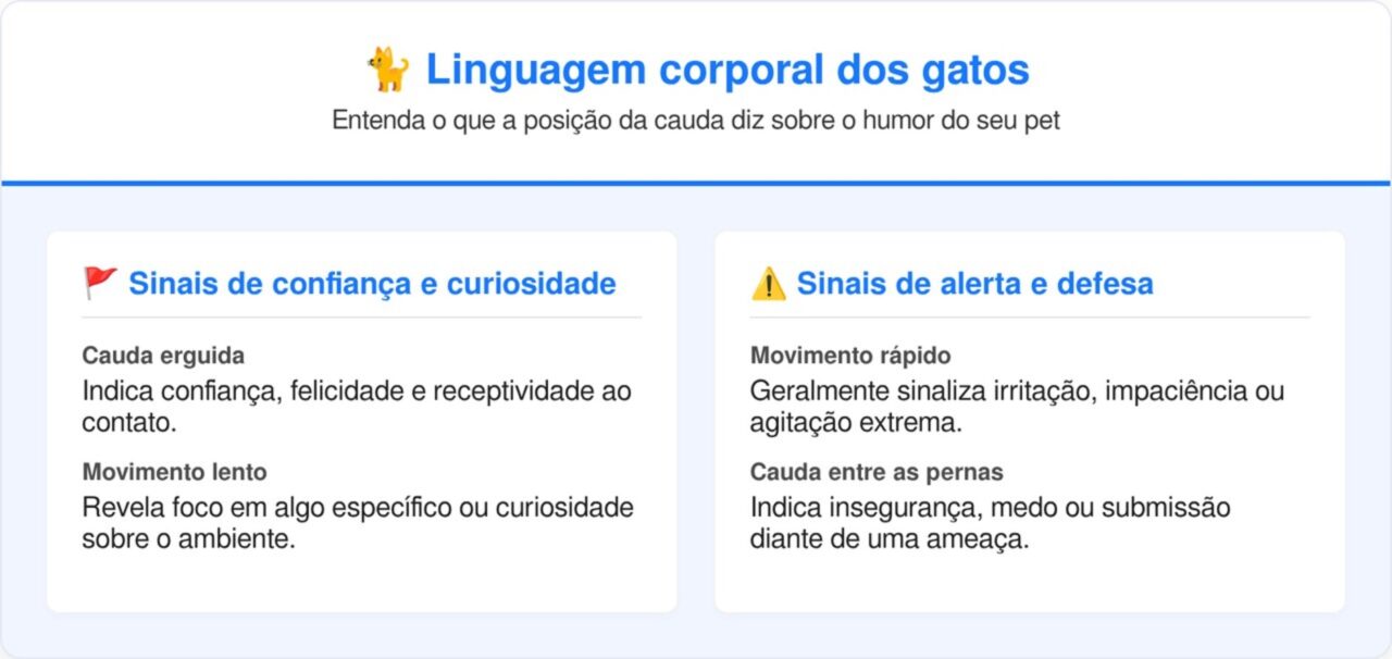 O significado oculto do movimento da cauda dos gatos