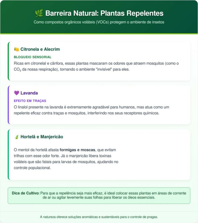 Plantas que ajudam a manter insetos e pragas longe da casa naturalmente