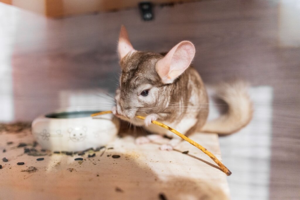 Chinchila: 10 curiosidades sobre esse pequeno roedor