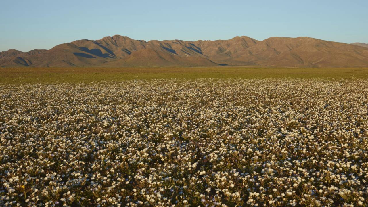 O fenômeno do deserto florido que cobre a paisagem com milhões de flores por poucas semanas