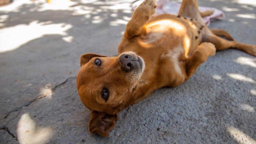 Reencontro de homem e cachorro perdido emociona a internet