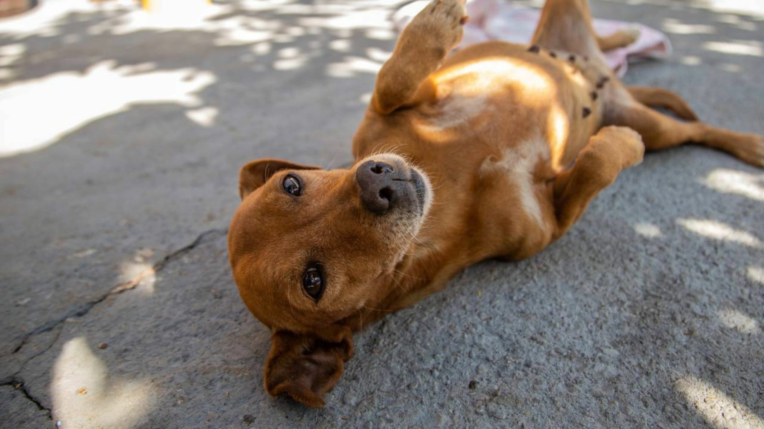 Reencontro de homem e cachorro perdido emociona a internet