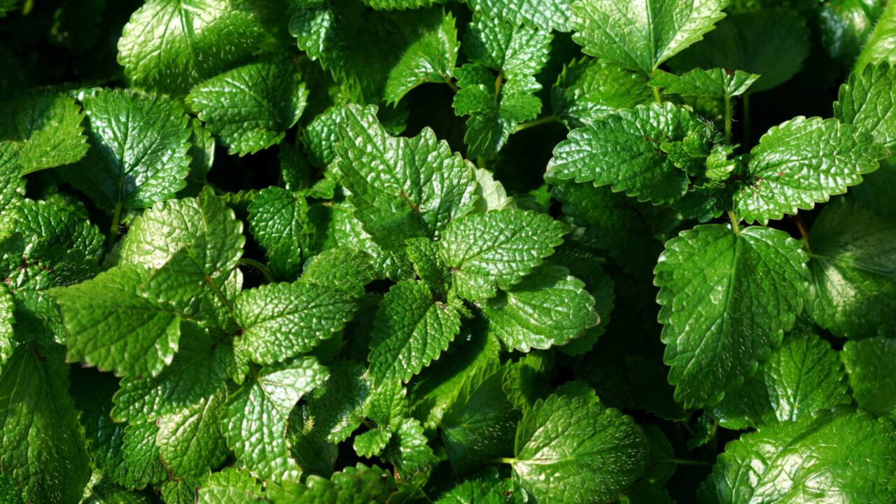 5 plantas que afastam escorpiões e aranhas e podem ajudar a proteger o quintal e sua casa