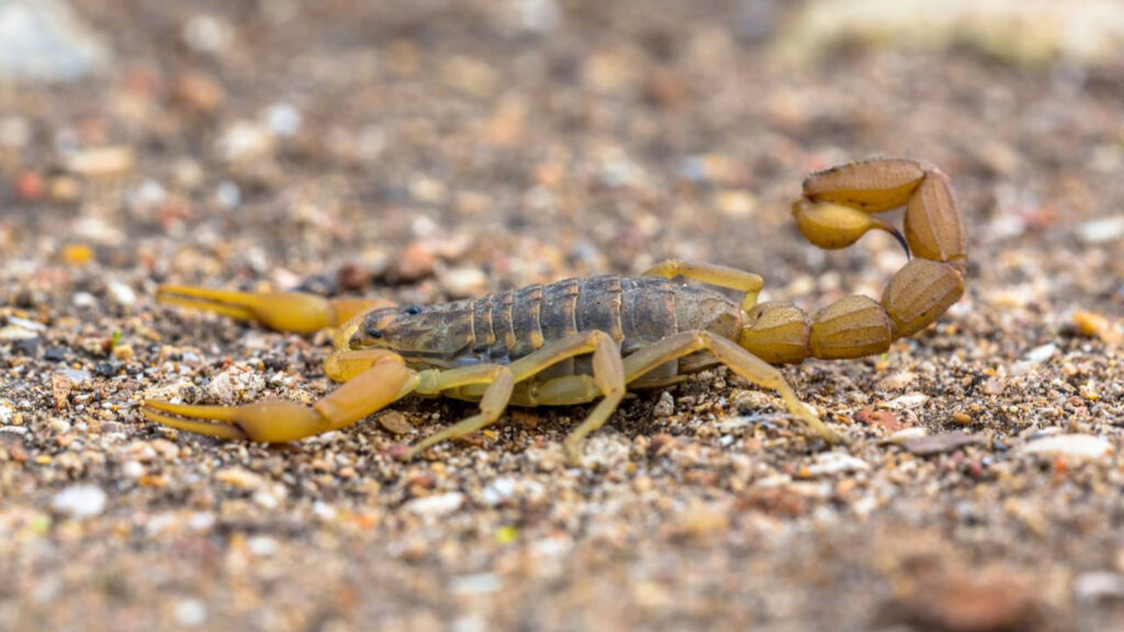 Sinais simples que indicam a presença de escorpião amarelo no quintal durante o verão