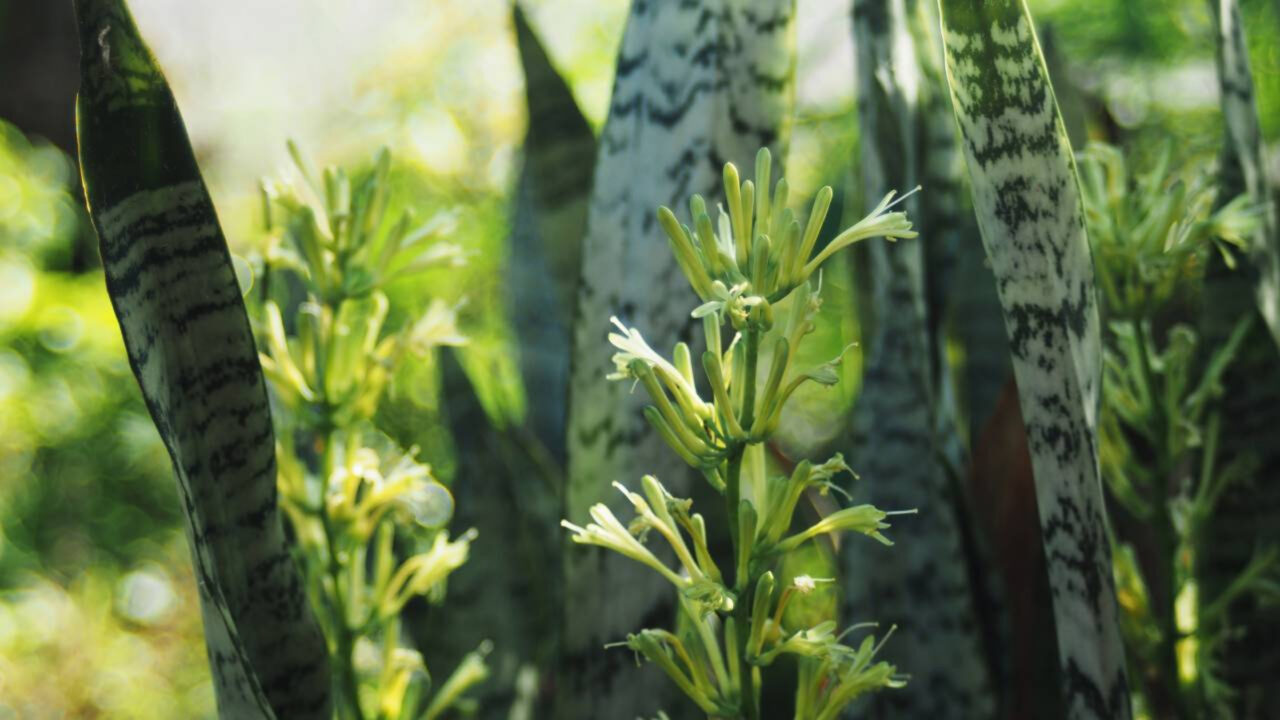 A planta que atrai cobras no jardim pode estar bem perto de casa e muita gente nem imagina