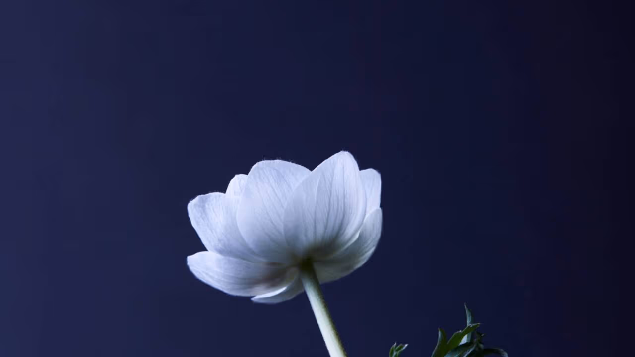 Por que algumas flores abrem à noite e revelam um fenômeno curioso da natureza