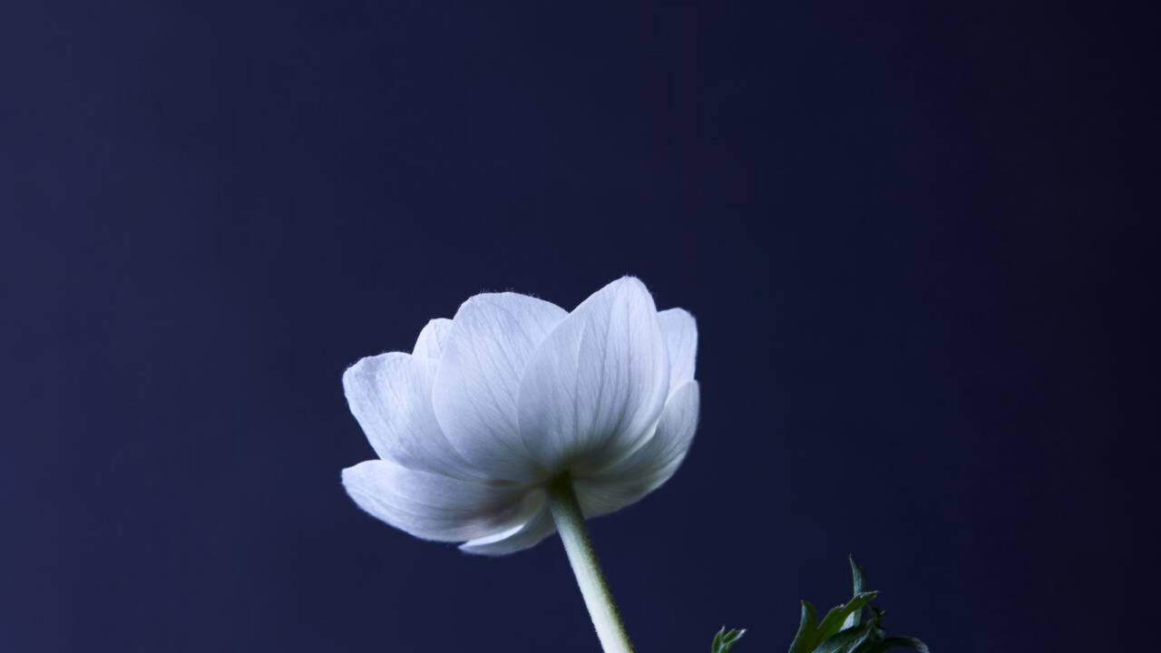 Por que algumas flores abrem à noite e revelam um fenômeno curioso da natureza