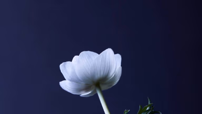 Imagem Item