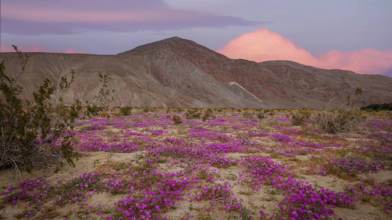 Flores no deserto estão surpreendendo cientistas e moradores em várias regiões áridas
