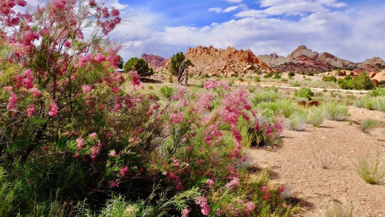 Flores no deserto estão surpreendendo cientistas e moradores em várias regiões áridas